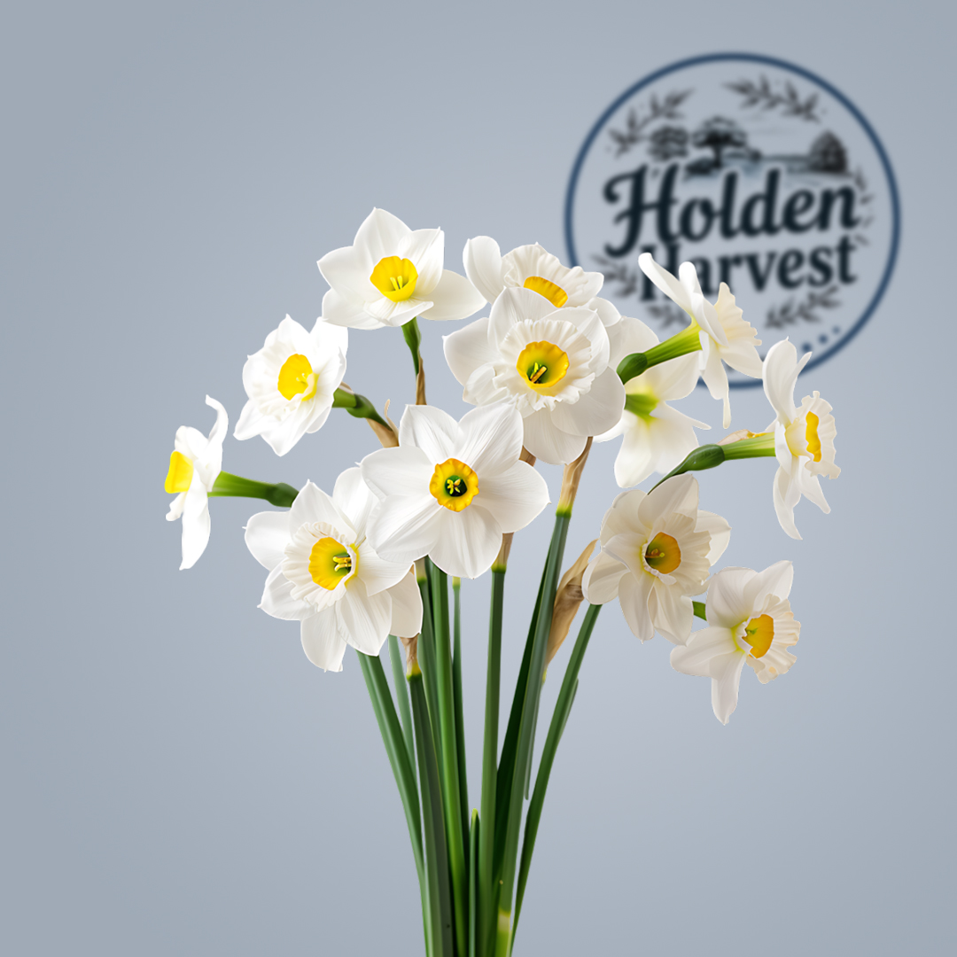 daffodils-white